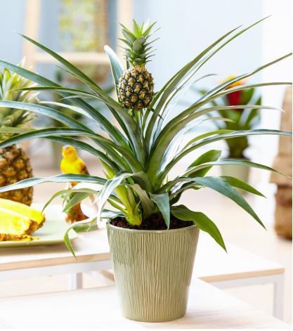 NASA-Approved Plants Will Improve the Air Quality in Your Home