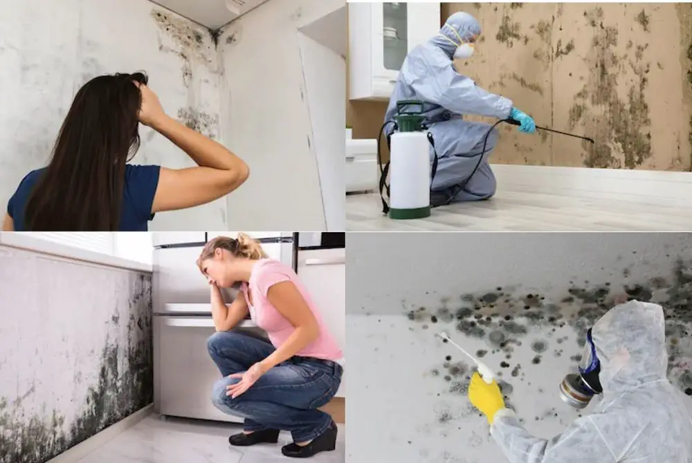 Types of mold