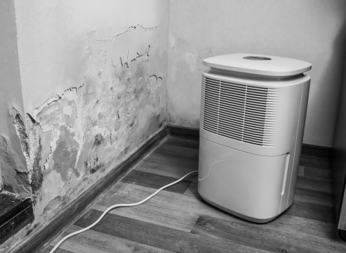 will a dehumidifier get rid of mold